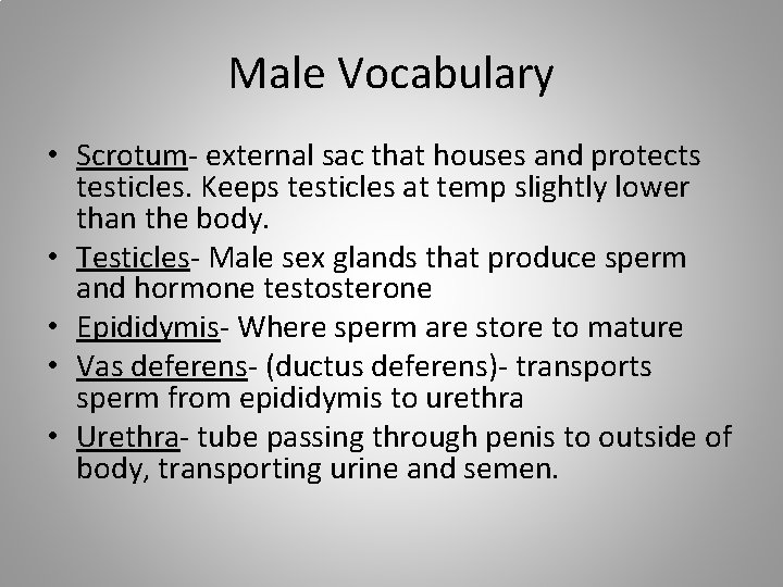 Male Vocabulary • Scrotum- external sac that houses and protects testicles. Keeps testicles at