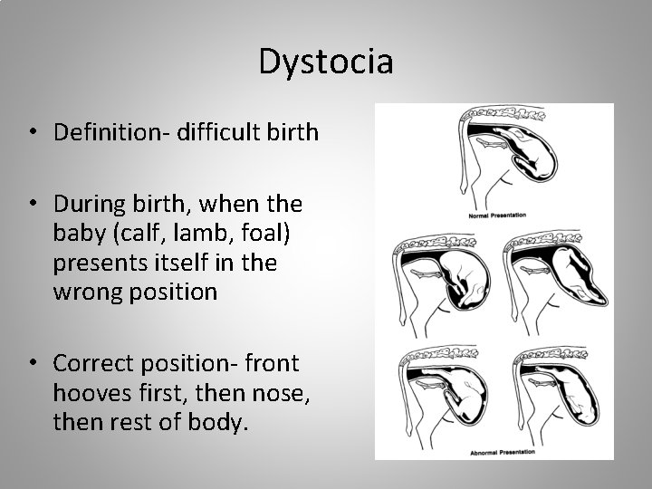 Dystocia • Definition- difficult birth • During birth, when the baby (calf, lamb, foal)