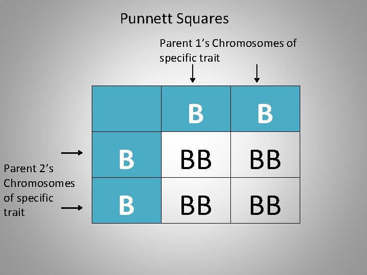 Punnett Squares Parent 1’s Chromosomes of specific trait Parent 2’s Chromosomes of specific trait