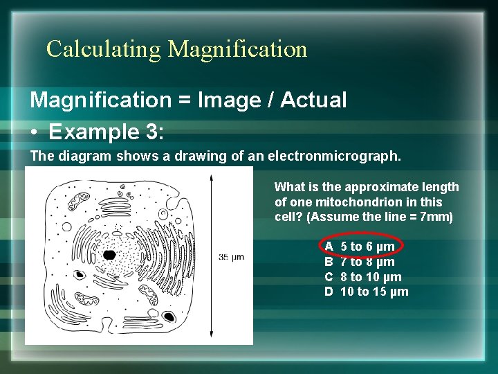 Calculating Magnification = Image / Actual • Example 3: The diagram shows a drawing