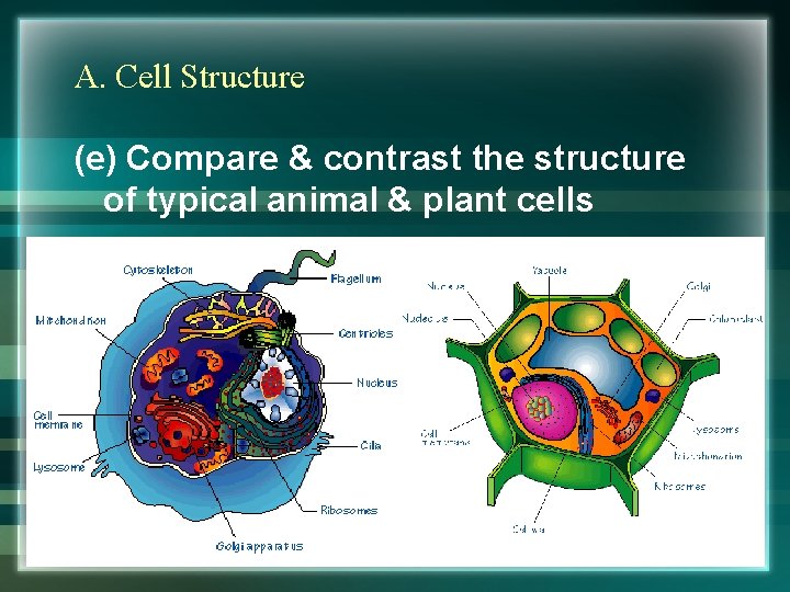A. Cell Structure (e) Compare & contrast the structure of typical animal & plant