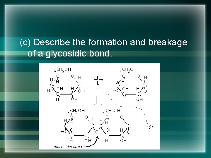 (c) Describe the formation and breakage of a glycosidic bond. 
