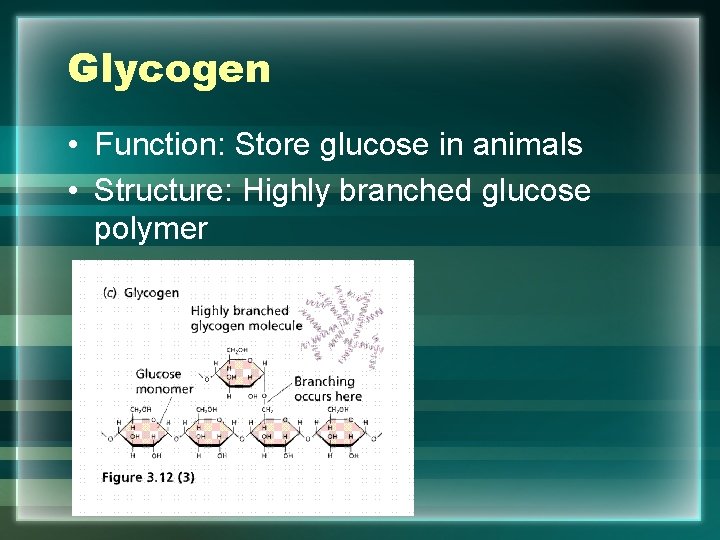 Glycogen • Function: Store glucose in animals • Structure: Highly branched glucose polymer 
