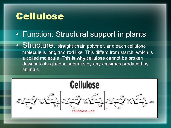 Cellulose • Function: Structural support in plants • Structure: straight chain polymer, and each
