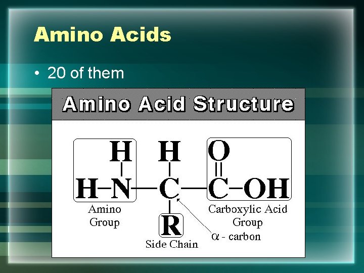 Amino Acids • 20 of them 