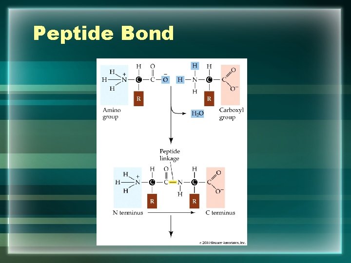 Peptide Bond 