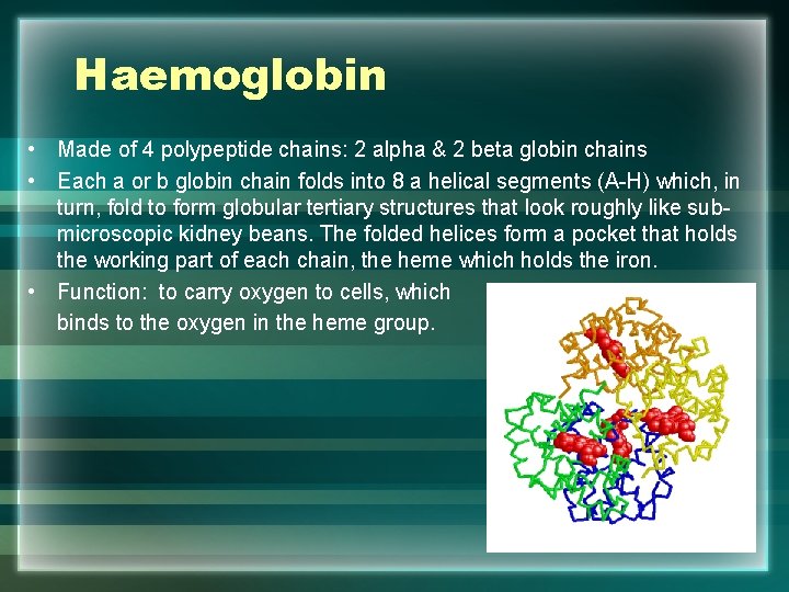 Haemoglobin • Made of 4 polypeptide chains: 2 alpha & 2 beta globin chains