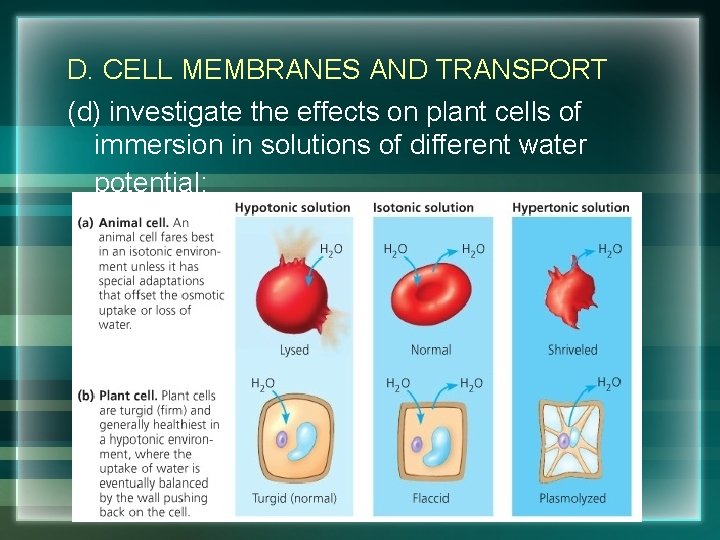 D. CELL MEMBRANES AND TRANSPORT (d) investigate the effects on plant cells of immersion
