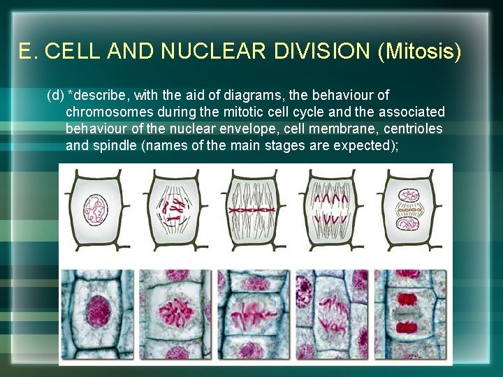 E. CELL AND NUCLEAR DIVISION (Mitosis) (d) *describe, with the aid of diagrams, the