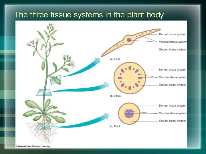 The three tissue systems in the plant body 