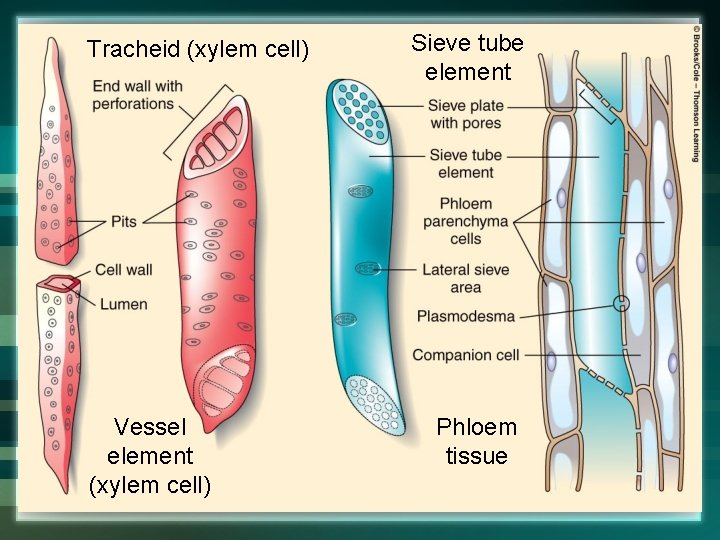 Tracheid (xylem cell) Vessel element (xylem cell) Sieve tube element Phloem tissue 