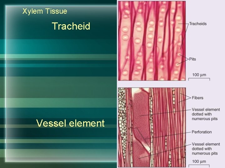 Xylem Tissue Tracheid Vessel element 