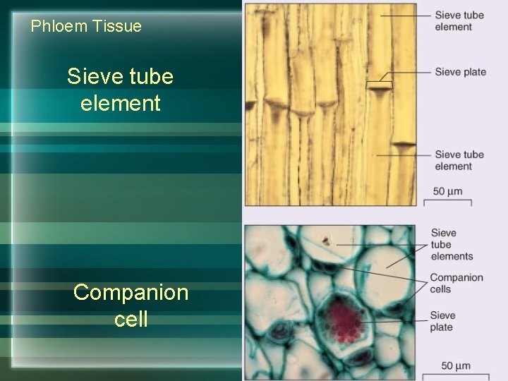 Phloem Tissue Sieve tube element Companion cell 