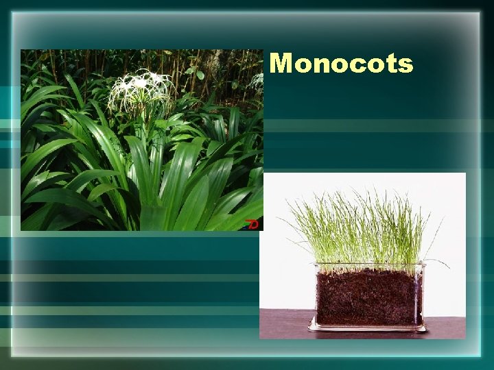 Monocots 