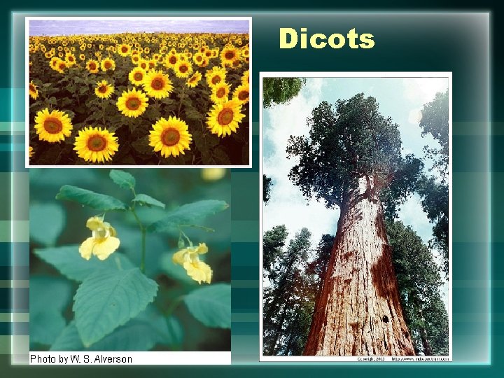 Dicots 