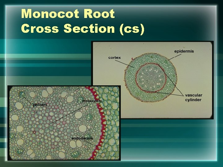 Monocot Root Cross Section (cs) 