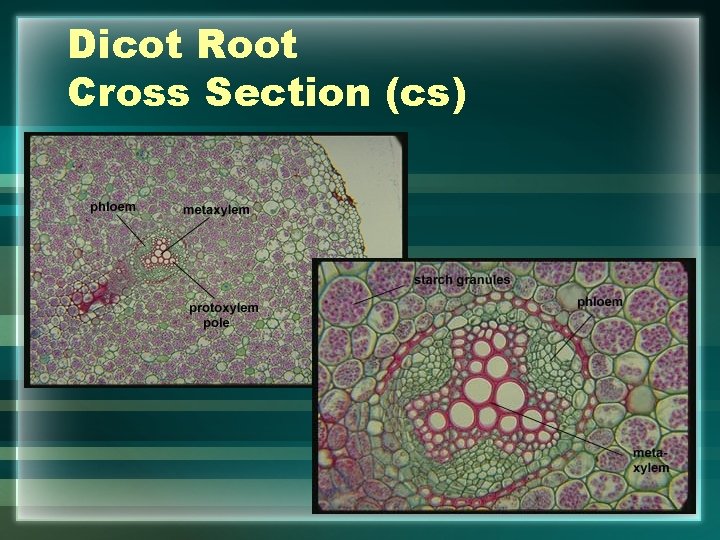 Dicot Root Cross Section (cs) 