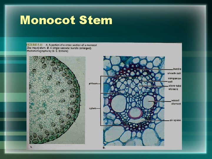 Monocot Stem 