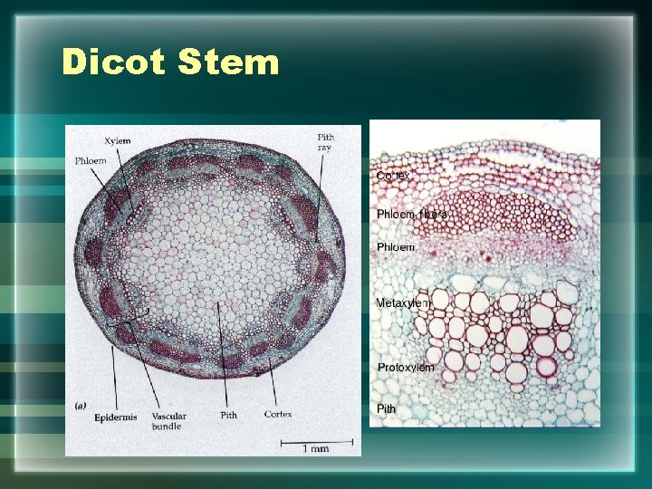 Dicot Stem 