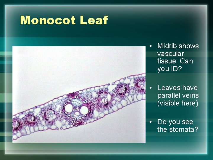 Monocot Leaf • Midrib shows vascular tissue: Can you ID? • Leaves have parallel