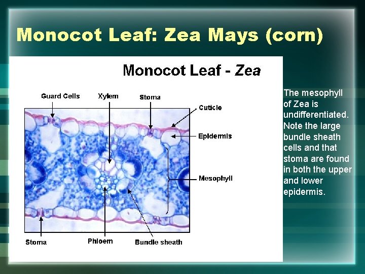 Monocot Leaf: Zea Mays (corn) The mesophyll of Zea is undifferentiated. Note the large