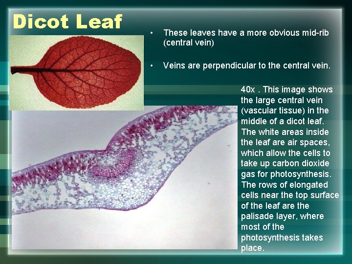 Dicot Leaf • These leaves have a more obvious mid-rib (central vein) • Veins