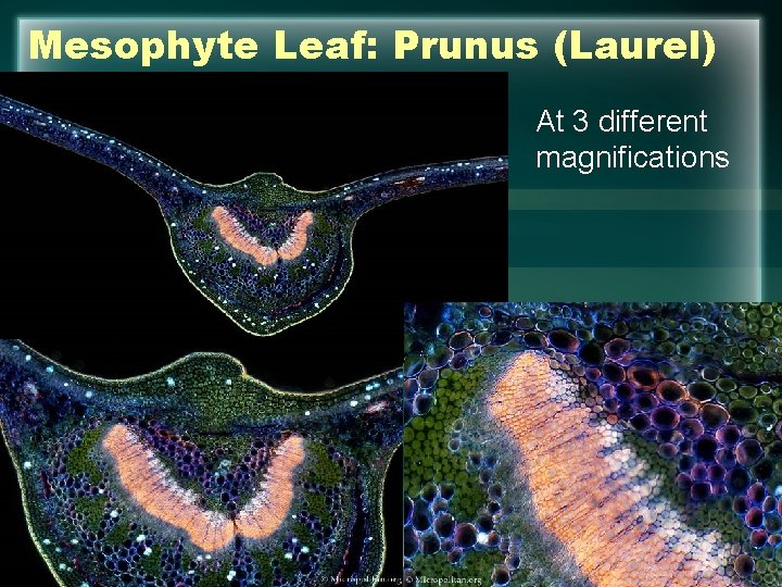 Mesophyte Leaf: Prunus (Laurel) At 3 different magnifications 