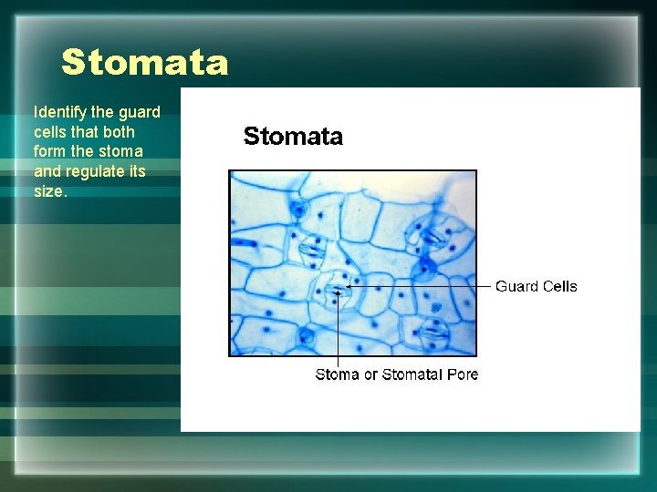 Stomata Identify the guard cells that both form the stoma and regulate its size.