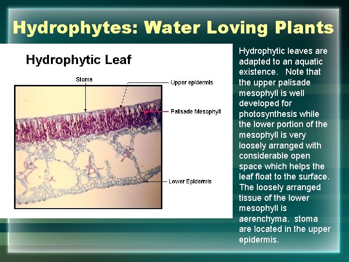 Hydrophytes: Water Loving Plants Hydrophytic leaves are adapted to an aquatic existence. Note that
