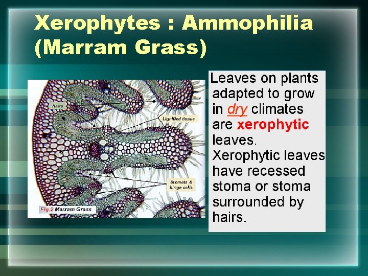 Xerophytes : Ammophilia (Marram Grass) 