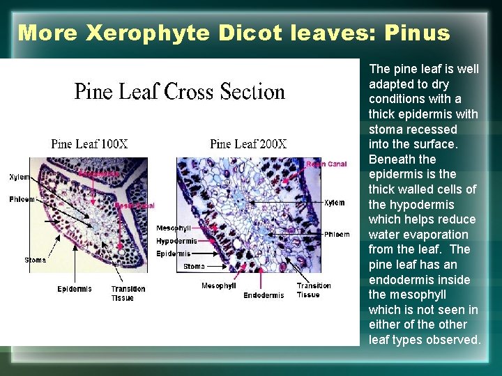 More Xerophyte Dicot leaves: Pinus The pine leaf is well adapted to dry conditions