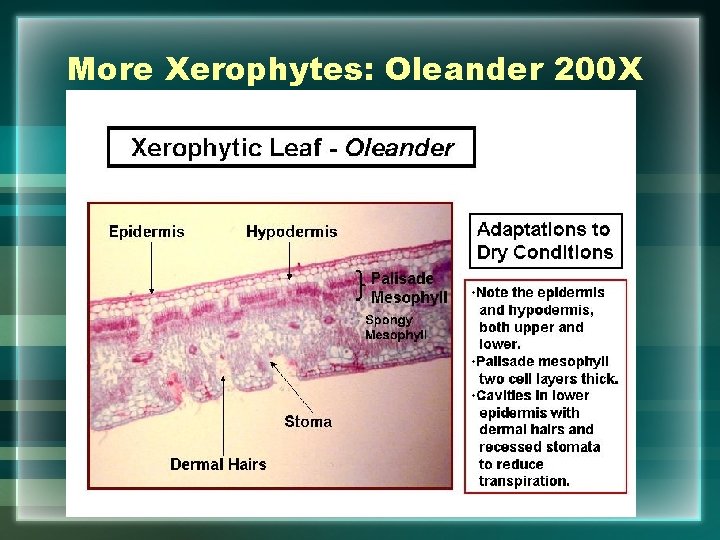 More Xerophytes: Oleander 200 X 
