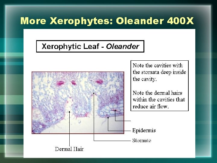 More Xerophytes: Oleander 400 X 