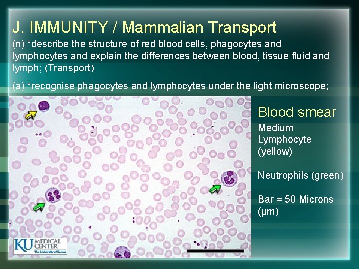 J. IMMUNITY / Mammalian Transport (n) *describe the structure of red blood cells, phagocytes