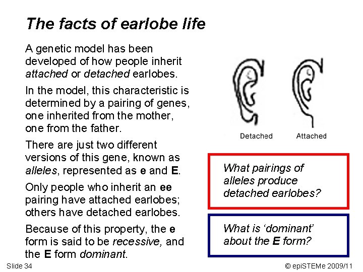 The facts of earlobe life A genetic model has been developed of how people