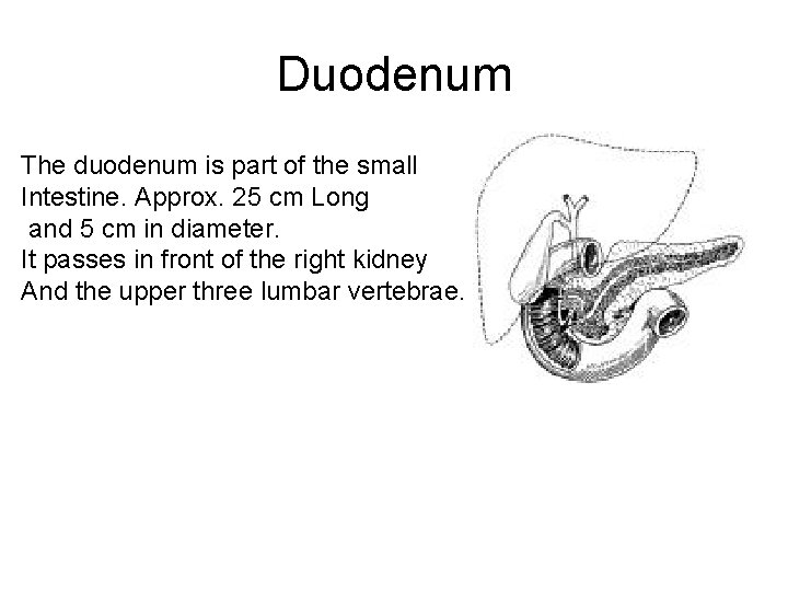 Duodenum The duodenum is part of the small Intestine. Approx. 25 cm Long and