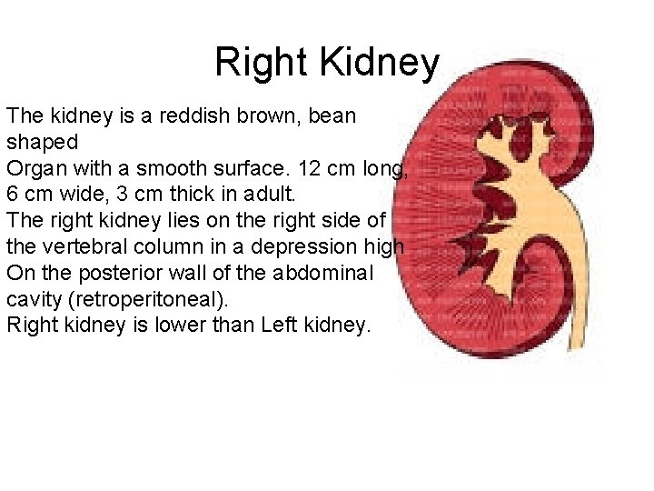 Right Kidney The kidney is a reddish brown, bean shaped Organ with a smooth
