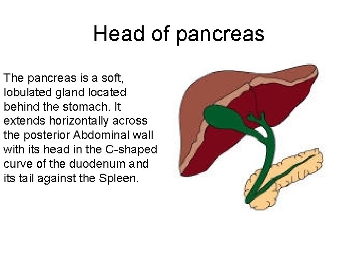 Head of pancreas The pancreas is a soft, lobulated gland located behind the stomach.