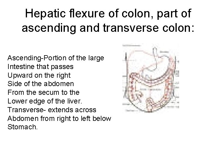 Hepatic flexure of colon, part of ascending and transverse colon: Ascending-Portion of the large