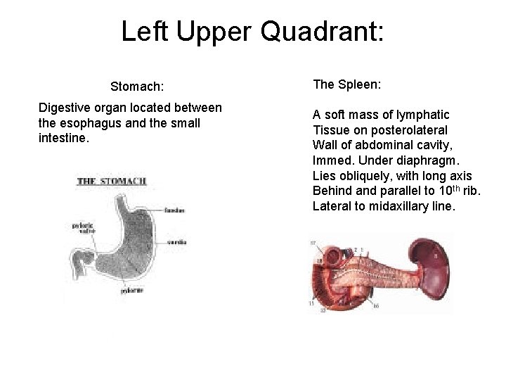 Left Upper Quadrant: Stomach: Digestive organ located between the esophagus and the small intestine.