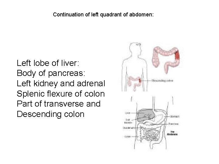 Continuation of left quadrant of abdomen: Left lobe of liver: Body of pancreas: Left