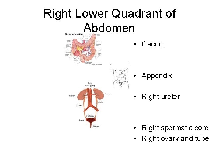 Right Lower Quadrant of Abdomen • Cecum • Appendix • Right ureter • Right