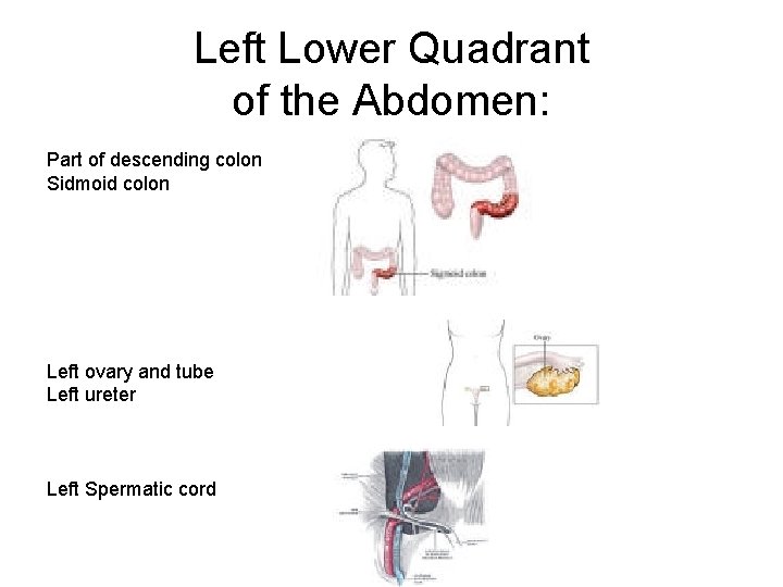 Left Lower Quadrant of the Abdomen: Part of descending colon Sidmoid colon Left ovary