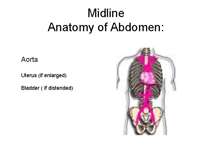 Midline Anatomy of Abdomen: Aorta Uterus (if enlarged) Bladder ( if distended) 