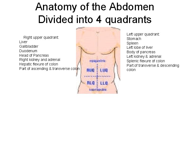 Anatomy of the Abdomen Divided into 4 quadrants Right upper quadrant: Liver Gallbladder Duodenum