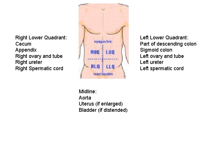 Right Lower Quadrant: Cecum Appendix Right ovary and tube Right ureter Right Spermatic cord