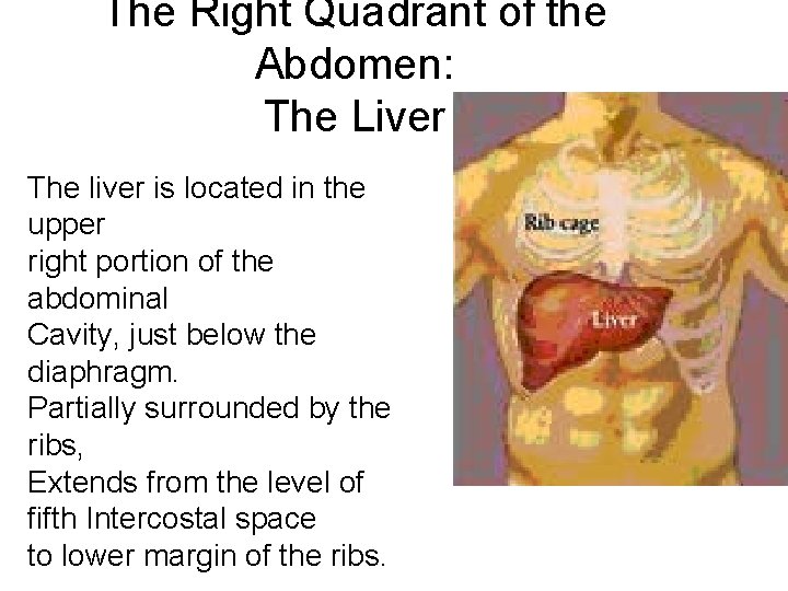 The Right Quadrant of the Abdomen: The Liver The liver is located in the