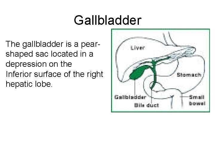 Gallbladder The gallbladder is a pearshaped sac located in a depression on the Inferior