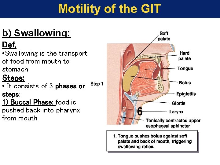 Motility of the GIT b) Swallowing: Def. • Swallowing is the transport of food