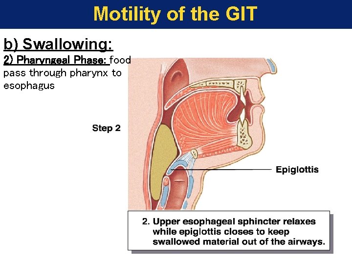 Motility of the GIT b) Swallowing: 2) Pharyngeal Phase: food pass through pharynx to